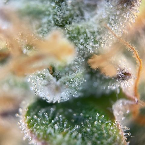Grape Soda Auto - by KilliczGe growlog timeline photo