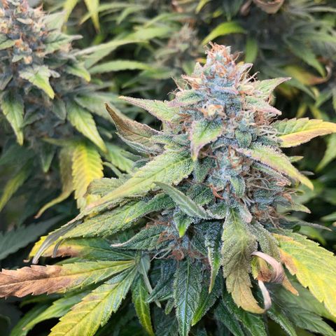 Grape Soda Auto - by KilliczGe growlog timeline photo