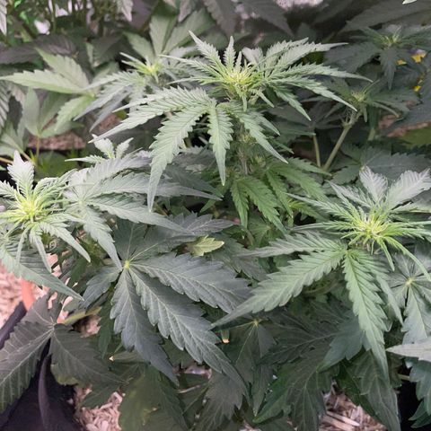 Sherbet Queen Auto by KilliczGe  growlog timeline photo