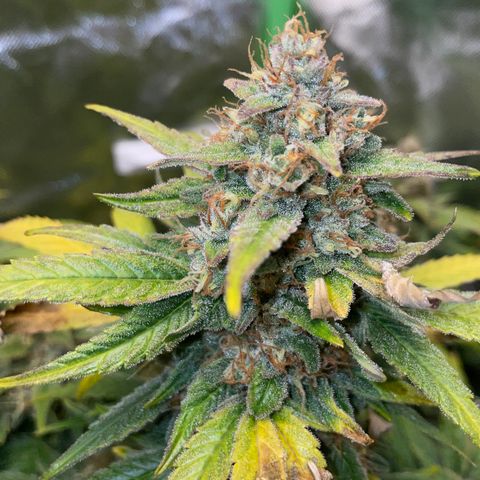 Grape Soda Auto - by KilliczGe growlog timeline photo