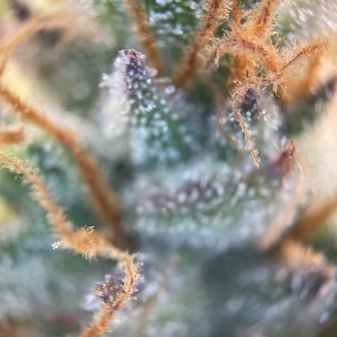 Grape Soda Auto - by KilliczGe growlog timeline photo