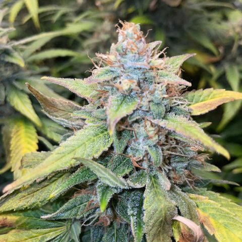 Grape Soda Auto - by KilliczGe growlog timeline photo