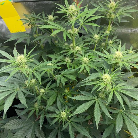 Wedding Cake Auto by KilliczGe growlog timeline photo