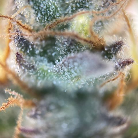 Grape Soda Auto - by KilliczGe growlog timeline photo
