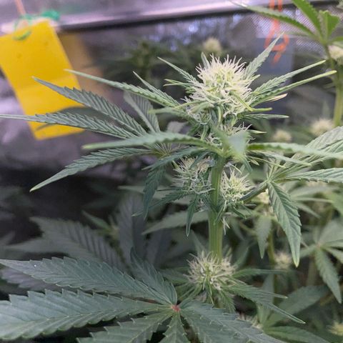 Wedding Cake Auto by KilliczGe growlog timeline photo