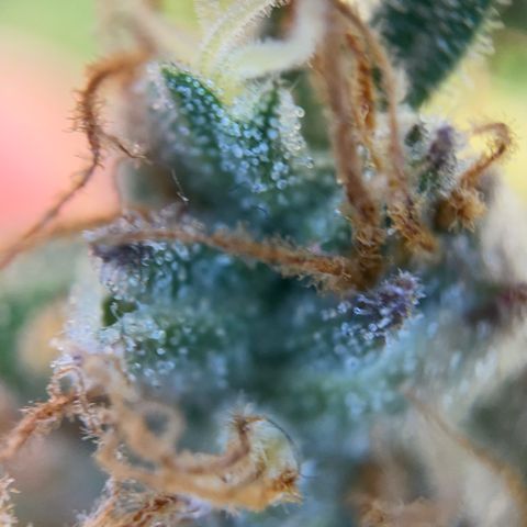 Grape Soda Auto - by KilliczGe growlog timeline photo