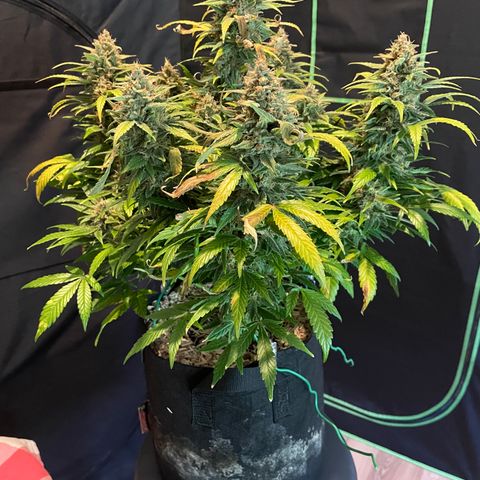 Grape Soda Auto - by KilliczGe growlog timeline photo