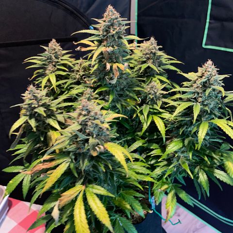 Grape Soda Auto - by KilliczGe growlog timeline photo