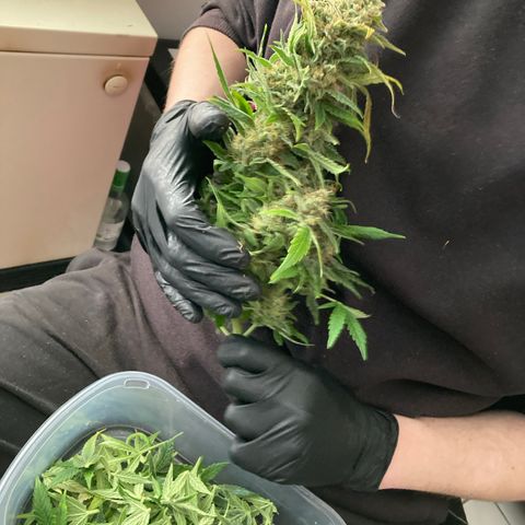 Grape Soda Auto - by KilliczGe growlog timeline photo