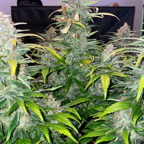 Grape Soda Auto - by KilliczGe growlog timeline photo