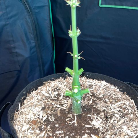 Grape Soda Auto - by KilliczGe growlog timeline photo