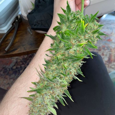 Grape Soda Auto - by KilliczGe growlog timeline photo