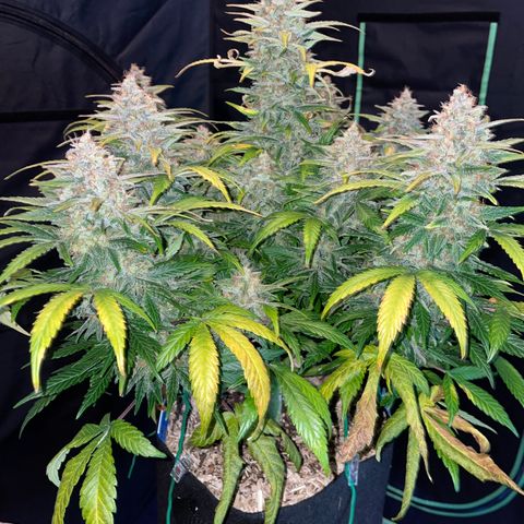 Grape Soda Auto - by KilliczGe growlog timeline photo