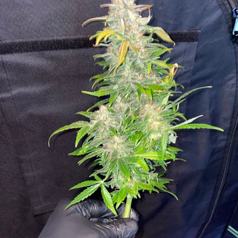 Grape Soda Auto - by KilliczGe growlog timeline photo