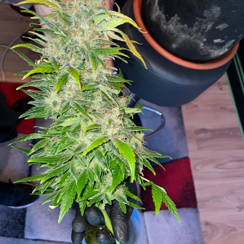 Grape Soda Auto - by KilliczGe growlog timeline photo