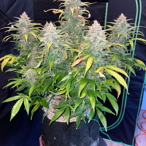 Grape Soda Auto - by KilliczGe growlog timeline photo