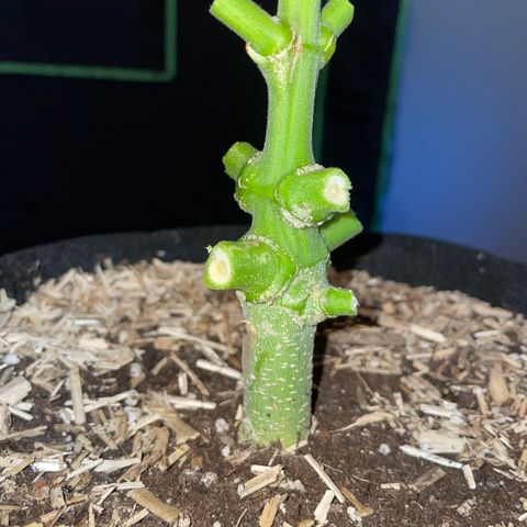 Grape Soda Auto - by KilliczGe growlog timeline photo