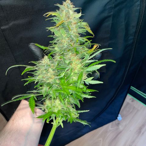Grape Soda Auto - by KilliczGe growlog timeline photo
