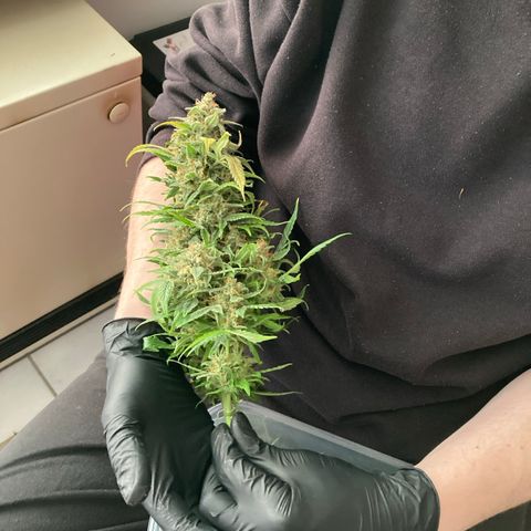 Grape Soda Auto - by KilliczGe growlog timeline photo