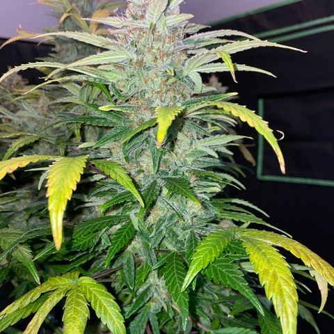 Grape Soda Auto - by KilliczGe growlog timeline photo