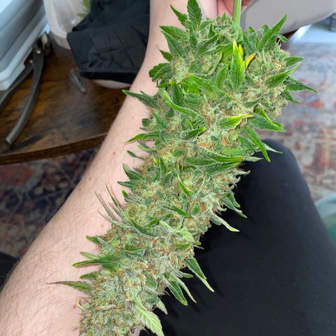 Grape Soda Auto - by KilliczGe growlog timeline photo