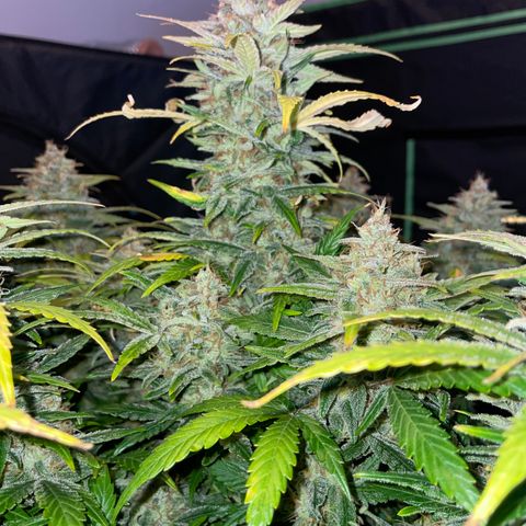 Grape Soda Auto - by KilliczGe growlog timeline photo