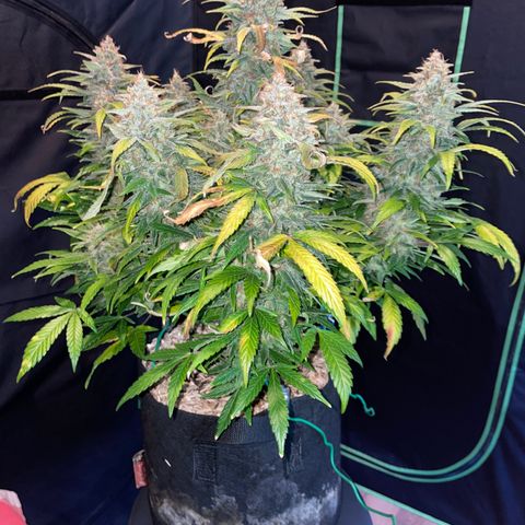 Grape Soda Auto - by KilliczGe growlog timeline photo