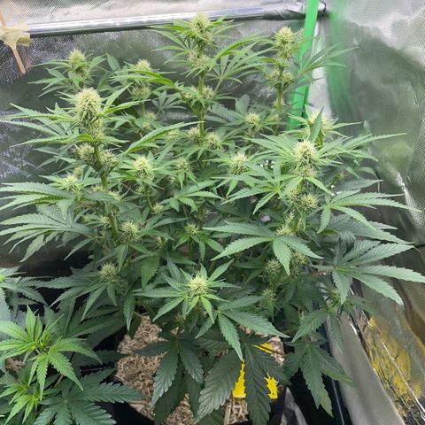 Wedding Cake Auto by KilliczGe growlog timeline photo
