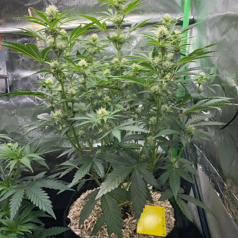 Wedding Cake Auto by KilliczGe growlog timeline photo