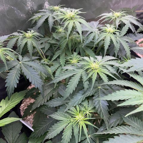 Sherbet Queen Auto by KilliczGe  growlog timeline photo