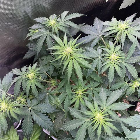Sherbet Queen Auto by KilliczGe  growlog timeline photo
