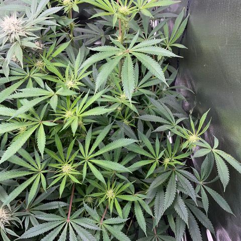 Special Kush 1 - GwJ Community Award Winning Celebration Grow Part 2 -The Price - by KilliczGe growlog timeline photo