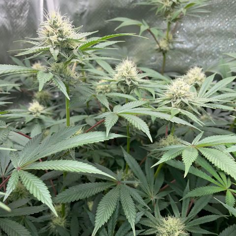 Critical Kush - GwJ Community Award Winning Celebration Grow Part 1 - The Winner - by KilliczGe growlog timeline photo
