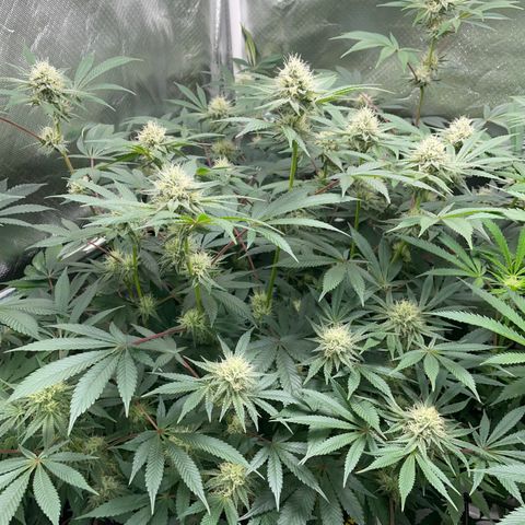 Critical Kush - GwJ Community Award Winning Celebration Grow Part 1 - The Winner - by KilliczGe growlog timeline photo