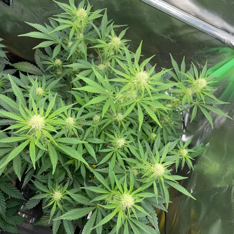 Wedding Cake Auto by KilliczGe growlog timeline photo