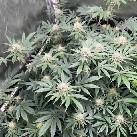 Critical Kush - GwJ Community Award Winning Celebration Grow Part 1 - The Winner - by KilliczGe growlog timeline photo