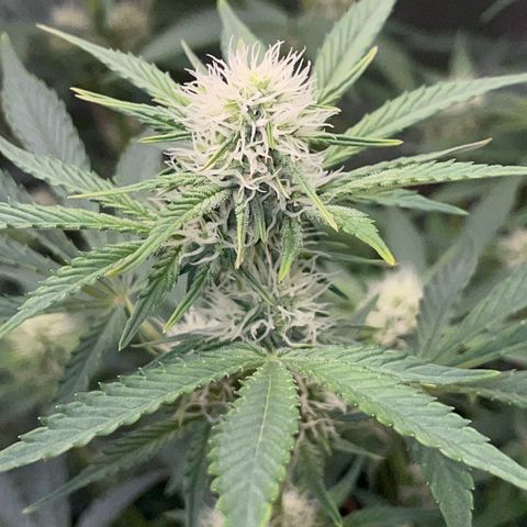 Wedding Cake Auto by KilliczGe growlog timeline photo