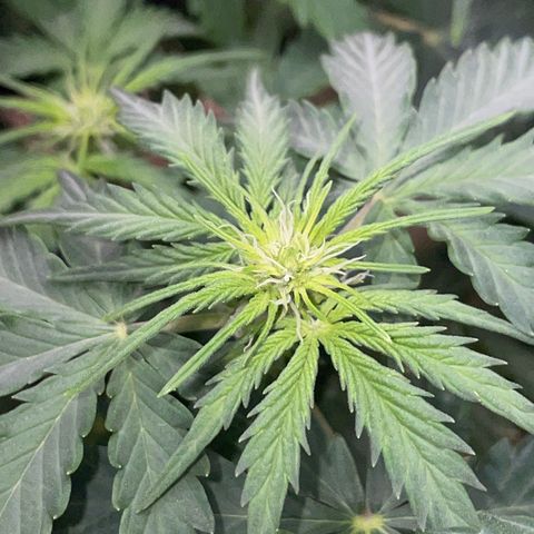 Sherbet Queen Auto by KilliczGe  growlog timeline photo