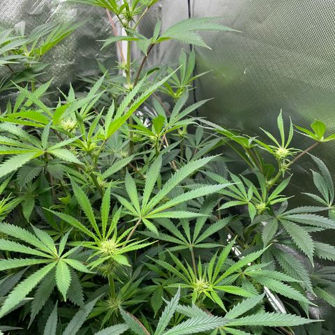 Special Kush 1 - GwJ Community Award Winning Celebration Grow Part 2 -The Price - by KilliczGe growlog timeline photo