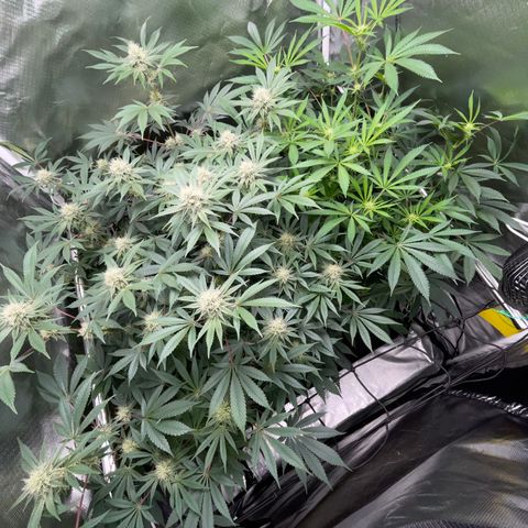 Critical Kush - GwJ Community Award Winning Celebration Grow Part 1 - The Winner - by KilliczGe growlog timeline photo