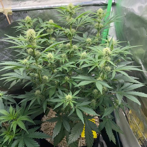 Wedding Cake Auto by KilliczGe growlog timeline photo