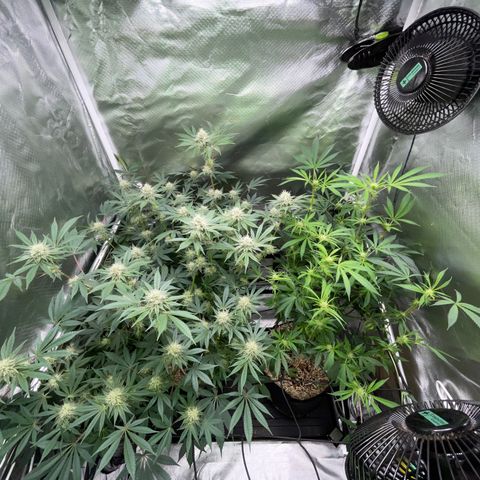 Critical Kush - GwJ Community Award Winning Celebration Grow Part 1 - The Winner - by KilliczGe growlog timeline photo