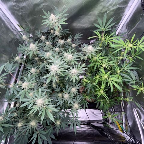 Critical Kush - GwJ Community Award Winning Celebration Grow Part 1 - The Winner - by KilliczGe growlog timeline photo