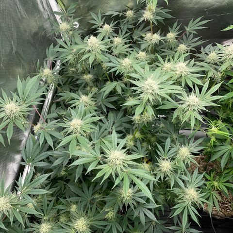 Critical Kush - GwJ Community Award Winning Celebration Grow Part 1 - The Winner - by KilliczGe growlog timeline photo