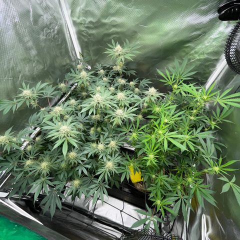 Critical Kush - GwJ Community Award Winning Celebration Grow Part 1 - The Winner - by KilliczGe growlog timeline photo