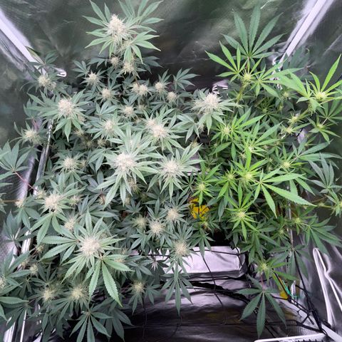 Critical Kush - GwJ Community Award Winning Celebration Grow Part 1 - The Winner - by KilliczGe growlog timeline photo