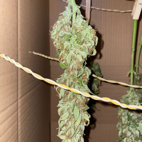 Grape Soda Auto - by KilliczGe growlog timeline photo