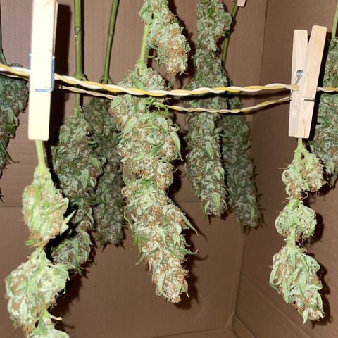 Grape Soda Auto - by KilliczGe growlog timeline photo