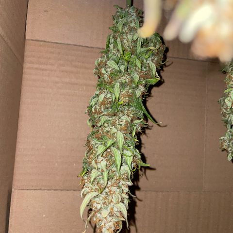 Grape Soda Auto - by KilliczGe growlog timeline photo