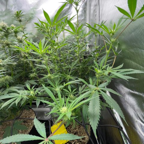 Special Kush 1 - GwJ Community Award Winning Celebration Grow Part 2 -The Price - by KilliczGe growlog timeline photo